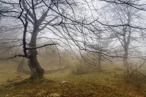 Обои на рабочий стол: дерево, пейзаж, природа, туман