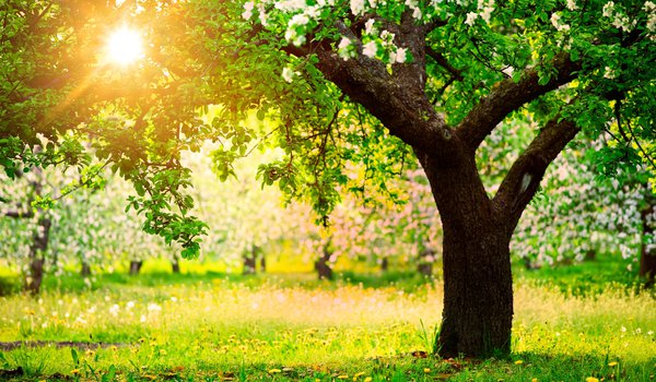 Обои на рабочий стол: весна, деревья, одуванчики, природа, сад, солнце, яблони