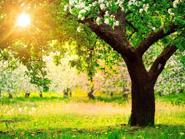 весна, деревья, одуванчики, природа, сад, солнце, яблони