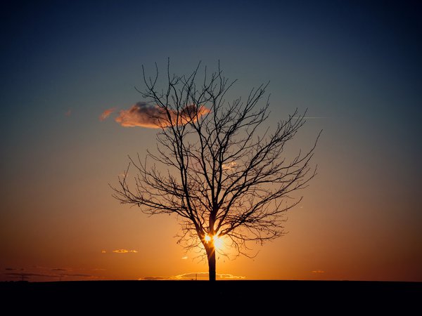 вечер, дерево, небо, солнце