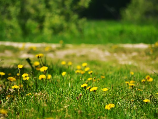 лето, одуванчики, природа, трава, цветы