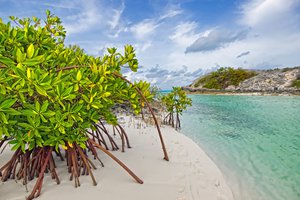 Обои на рабочий стол: bahamas, beach, galloway, long island, mangrove, вода, деревья, заросли, мангры, море, песок