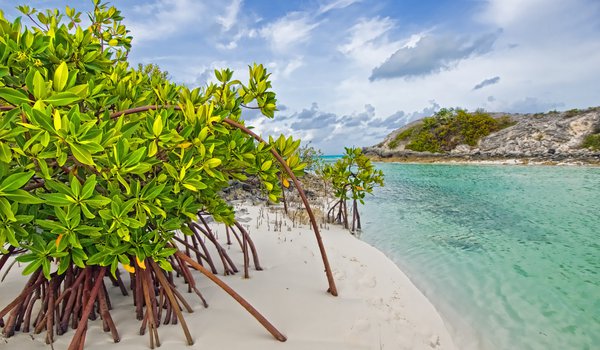 Обои на рабочий стол: bahamas, beach, galloway, long island, mangrove, вода, деревья, заросли, мангры, море, песок