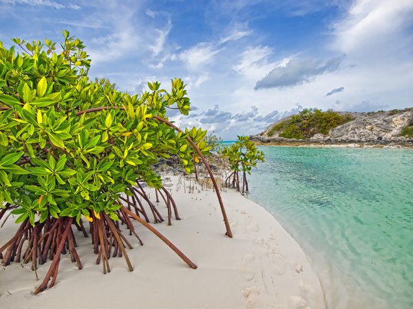 bahamas, beach, galloway, long island, mangrove, вода, деревья, заросли, мангры, море, песок