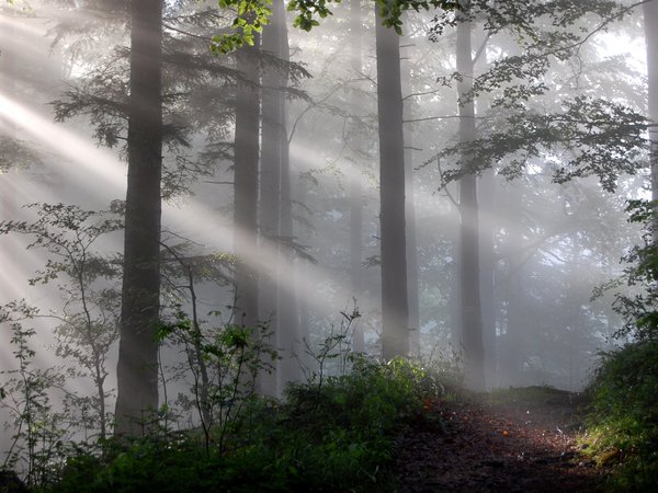 лес, природа, свет, туман