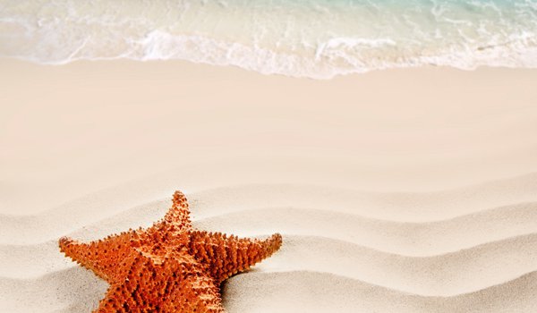 Обои на рабочий стол: beach, nature, sand, sea, starfish, лето, море, песок, пляж