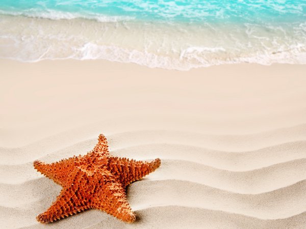 beach, nature, sand, sea, starfish, лето, море, песок, пляж