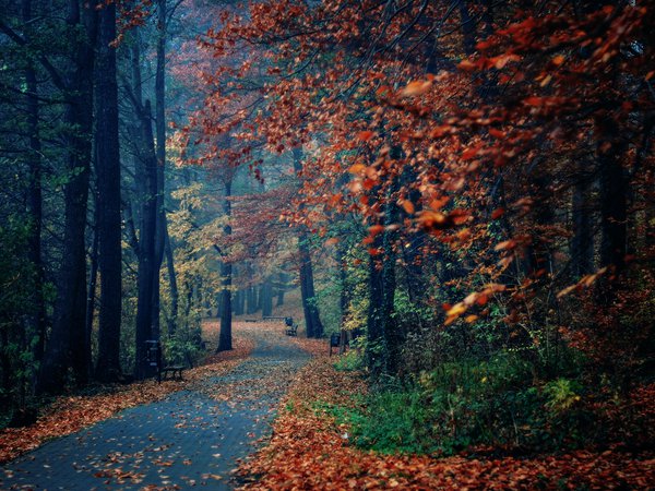 деревья, лавки, листва, осень, парк, природа