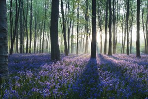Обои на рабочий стол: forest, деревья, лес, цветы