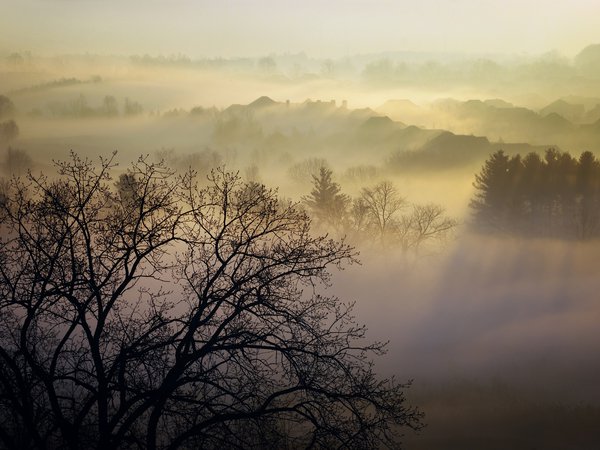 Homer Watson Park, деревья, канада, пар, природа, туман, утро