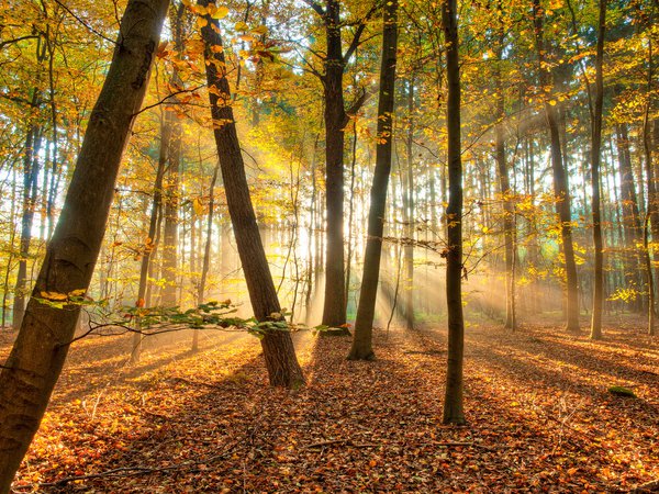 деревья, лес, осень, природа, свет