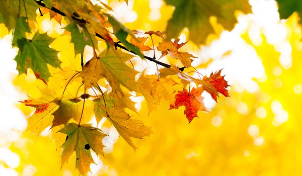 Обои на рабочий стол: ветка, дерево, желтые, клён, листья, осень