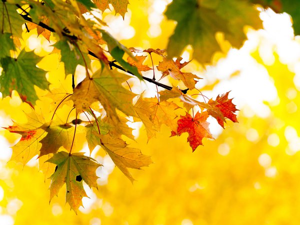 ветка, дерево, желтые, клён, листья, осень