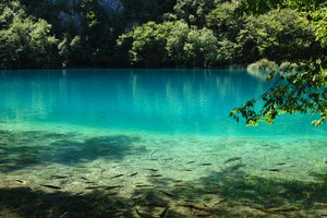 Обои на рабочий стол: Plitvice Lake, вода, голубая, озеро, природа, рыбы