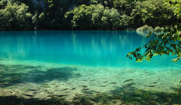 Обои на рабочий стол: Plitvice Lake, вода, голубая, озеро, природа, рыбы