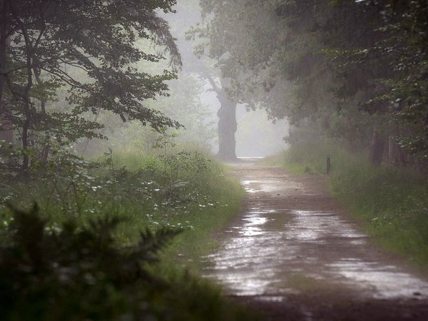 деревья, дождь, дорога, природа