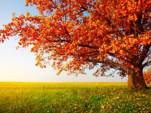 дерево, листья, осень, поле, трава