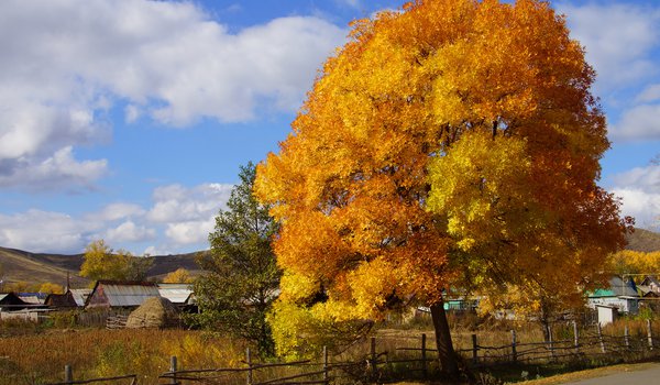Обои на рабочий стол: деревня, дерево, краски, осень, природа