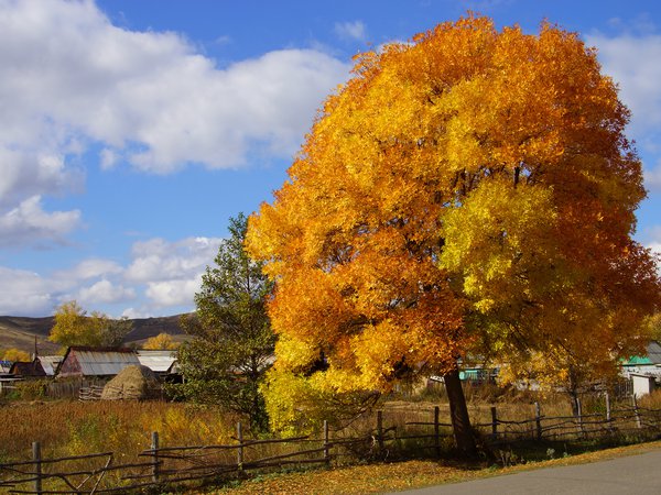 деревня, дерево, краски, осень, природа