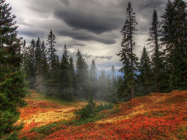 деревья, лес, осень, туман