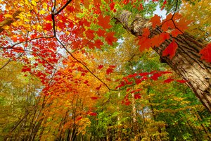Обои на рабочий стол: ветки, краски, лес, листва, осень, природа