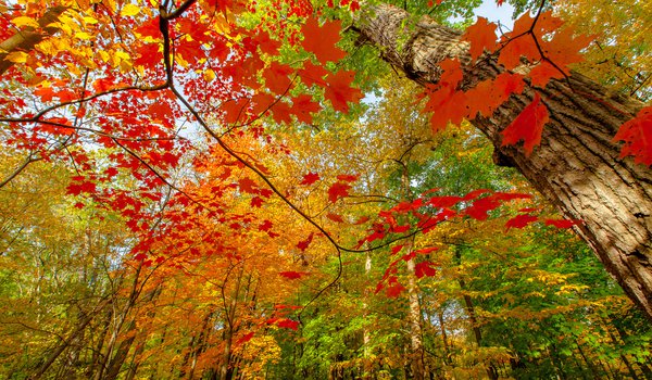 Обои на рабочий стол: ветки, краски, лес, листва, осень, природа