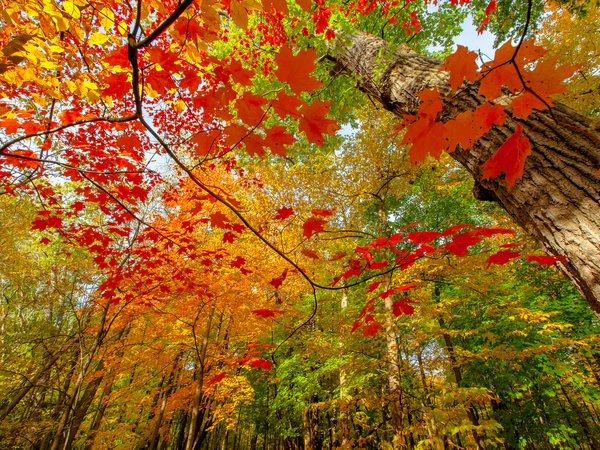 ветки, краски, лес, листва, осень, природа