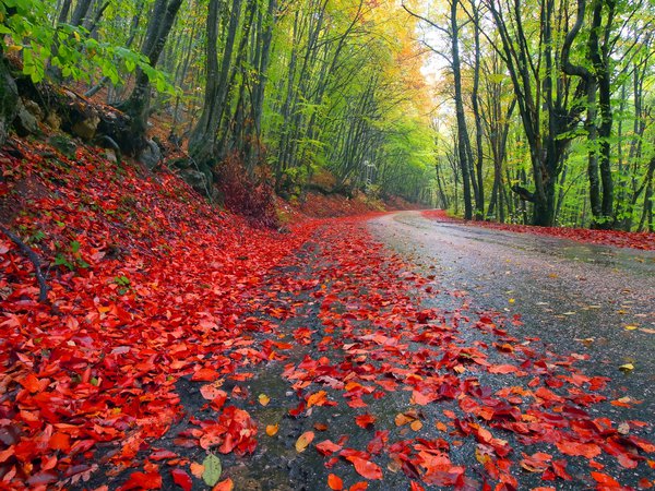 деревья, дорога, лес, листья, небо, осень, пейзаж, природа