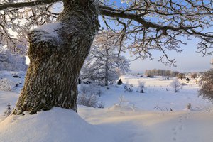 Обои на рабочий стол: Södermanland, sweden, Vagnhärad, деревья, зима, снег, швеция