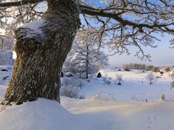 Södermanland, sweden, Vagnhärad, деревья, зима, снег, швеция