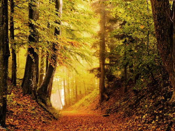 лес, листва, осень, природа, яркость