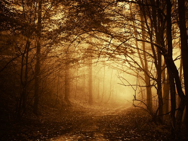 ветки, деревья, дорога, лес, осень, тропинка, туман