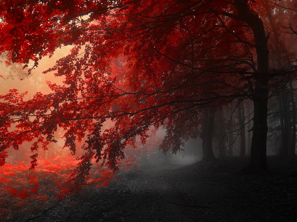 деревья, красный, осень, серый