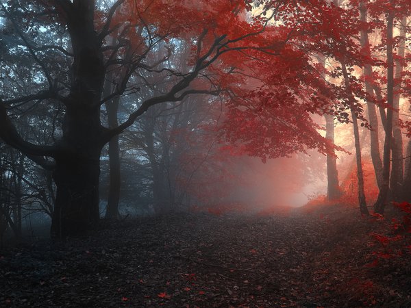 деревья, дорога, лес, листья, осень, туман
