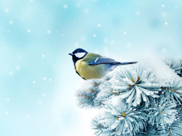 bird, деревья, зима, снег