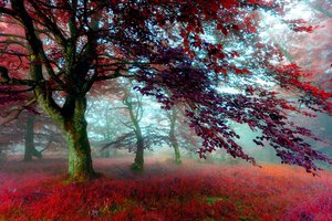 Обои на рабочий стол: деревья, лес, листва, осень, трава, туман, цвет
