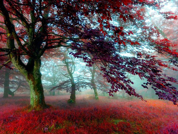 деревья, лес, листва, осень, трава, туман, цвет