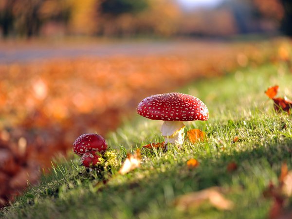 грибы, осень, природа