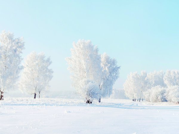 деревья, зима, мороз, снег