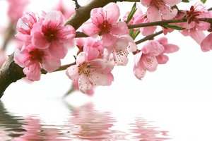 Обои на рабочий стол: весна, ветка, вода, отражение, розовые, сакура, цветы