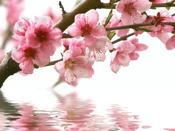 весна, ветка, вода, отражение, розовые, сакура, цветы