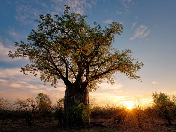 Paul Bruins Photography, африка, баобаб, Зимбабве, кусты, лучи, природа, саванна, солнце
