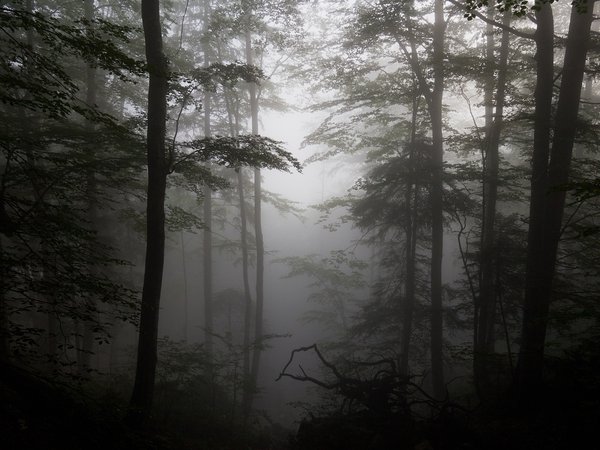 деревья, коряги, лес, силуэты, туман