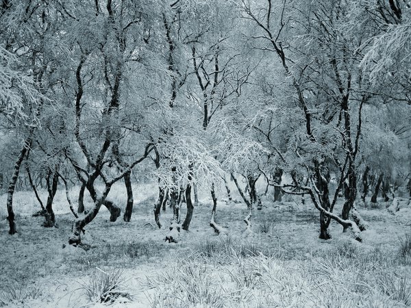 деревья, зима, лес, снег