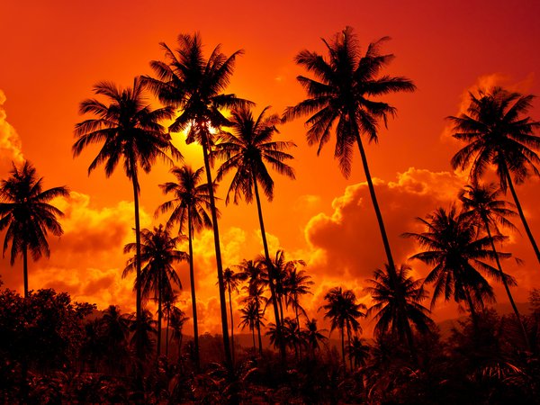 beautiful, clouds, Coconut palms, landscape, nature, sand beach, sky, sunset. Thailand, вода, закат. Таиланд, Кокосовые пальмы, красивые, небо, облака, пейзаж, песчаный пляж, природа