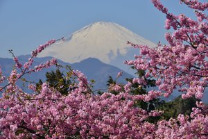 Обои на рабочий стол: japan, Mount Fuji, вулкан, гора, сакура, фудзияма, цветение