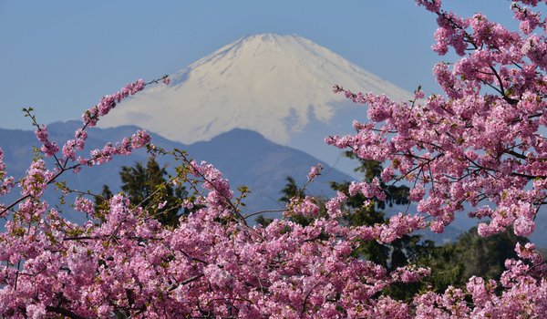 Обои на рабочий стол: japan, Mount Fuji, вулкан, гора, сакура, фудзияма, цветение