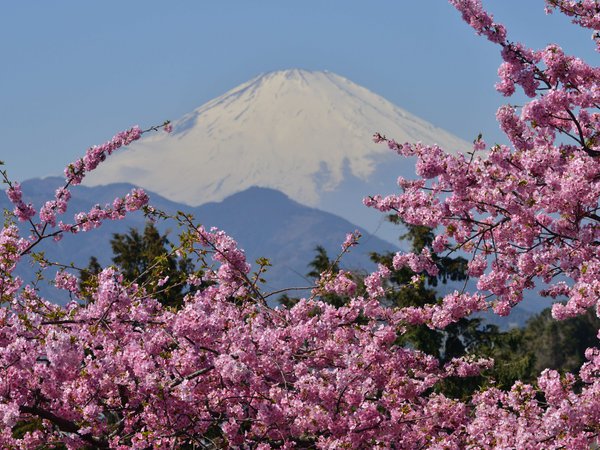 japan, Mount Fuji, вулкан, гора, сакура, фудзияма, цветение