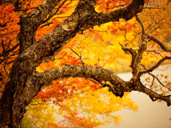 ветки, дерево, желтые, листья, осень, ствол