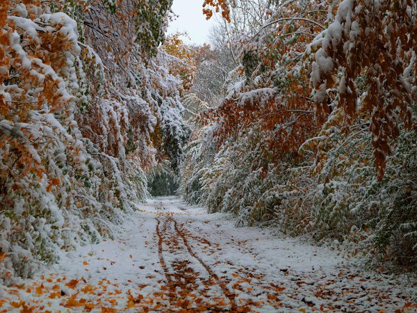 деревья, дорога, листья, октябрь, осень, первый снег